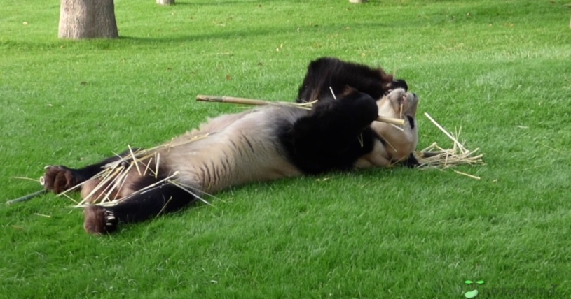 パンダの食事がグータラすぎるｗｗｗｗ