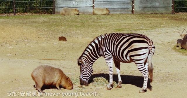 癒やされた→とにかくカピバラだらけの動画