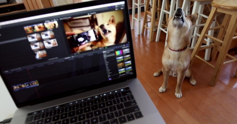 レコーディングされた自分の声と一緒に吠える可愛い柴犬さん