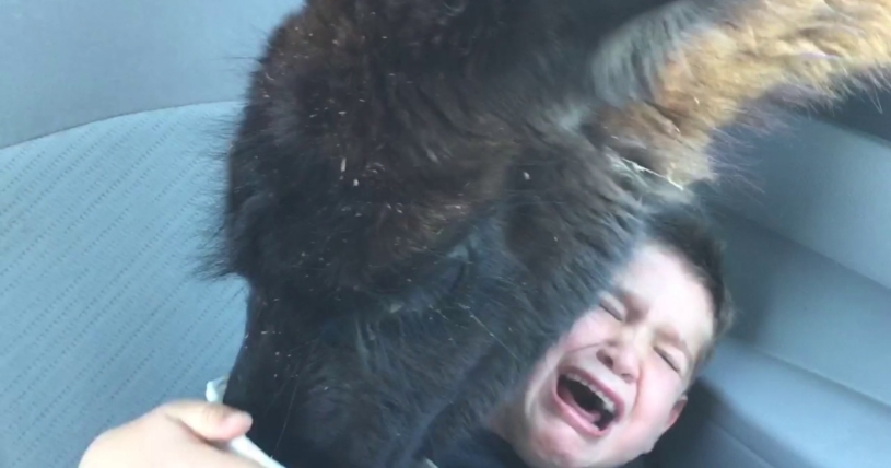 ラマにやられたい放題の子どもたち