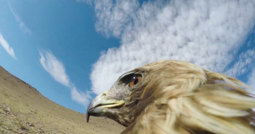 鷹狩の鷹にGo Proを付けて捕獲する瞬間を捉えた映像がすごいｗｗｗ