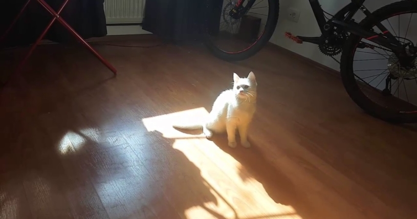 子猫VS花粉？