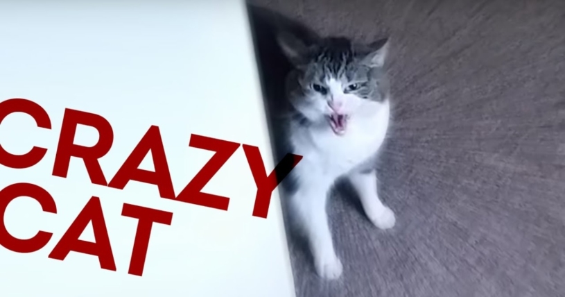 飼い主が嫌い？追いかけてくるねこｗｗｗｗｗ　