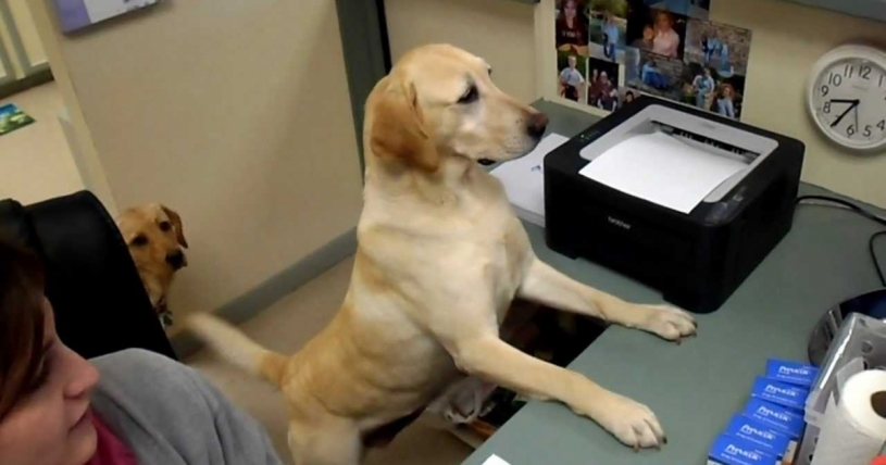 動物病院で働くお利口過ぎるわんちゃん