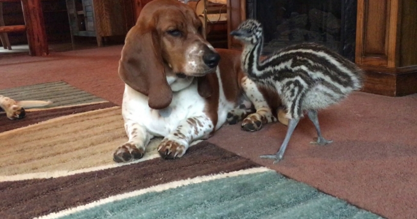 バセット・ハウンドと遊ぶエミュのあかちゃん