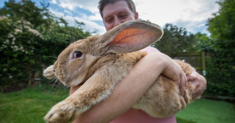 ３フィートの巨大ウサギ世界最大のウサギになる予定