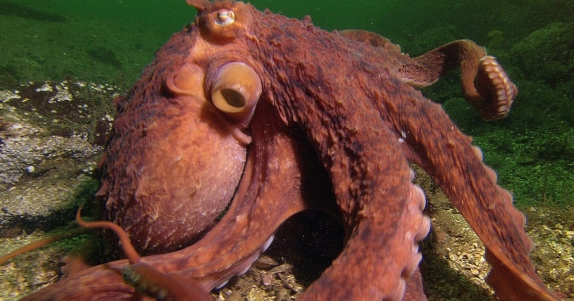 非常に賢いタコは、カニ漁師の中にいるカニを奪うｗｗｗｗ