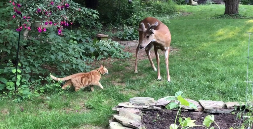 猫に出会った鹿の様子がかわいいーー！