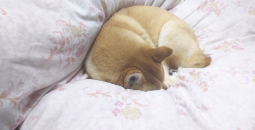 熟睡中に家族が帰ってきたときの柴犬の様子