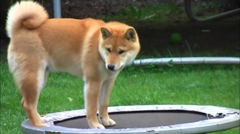 トランポリンが理解できない犬ｗｗｗｗｗ