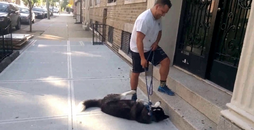 散歩をやめようとすると死んだふりをするハスキー犬