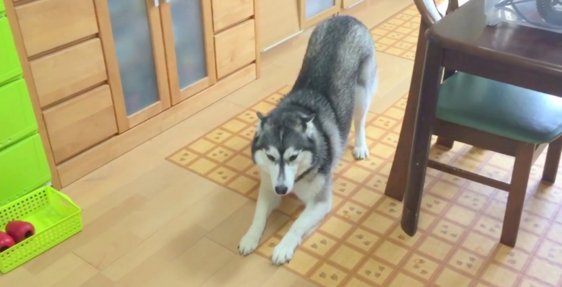 飼い主さんは、好きだけどお風呂は嫌い。葛藤する犬