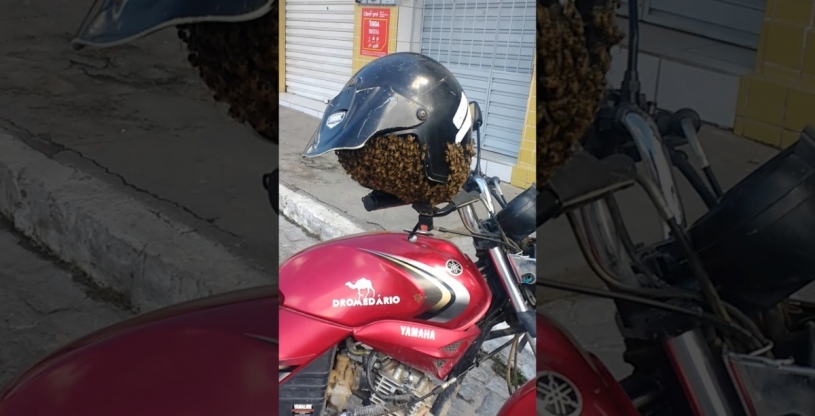 バイクに乗ろうとしたらヘルメットが蜂だらけｗｗｗｗｗ