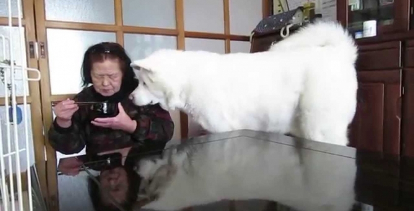 秋田犬がおばあちゃんに無言の圧力ｗｗｗｗ