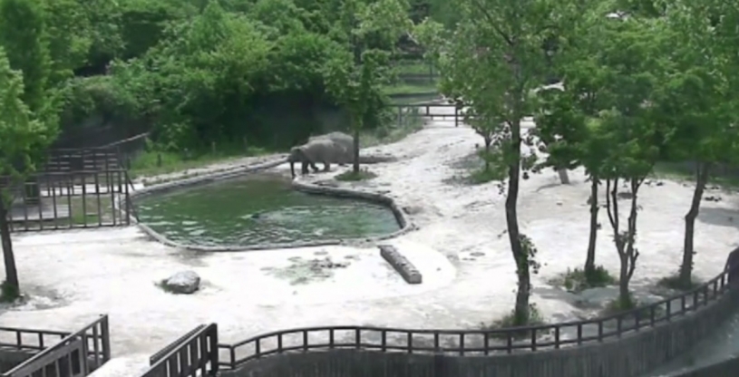 池に落ちた子ゾウを助けるゾウ２匹