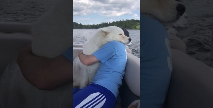 船の上で抱かれている犬がものすごい気持ちよさそうだｗｗｗ