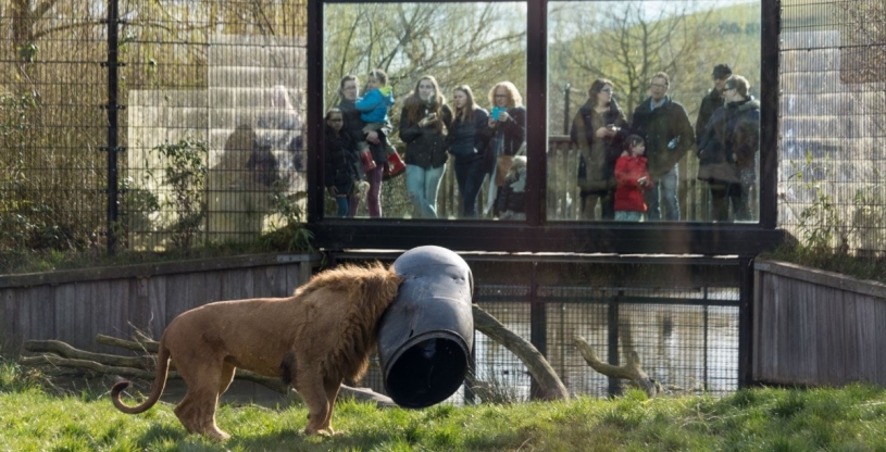 おもちゃで遊んでいたライオンがパニックｗｗｗ