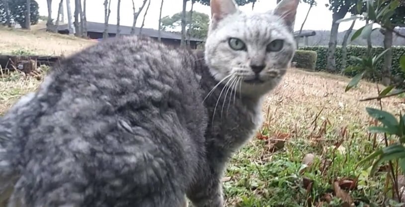 公園の野良猫が「ついてきて!」と言うので着いていってみた結果ｗｗｗｗ