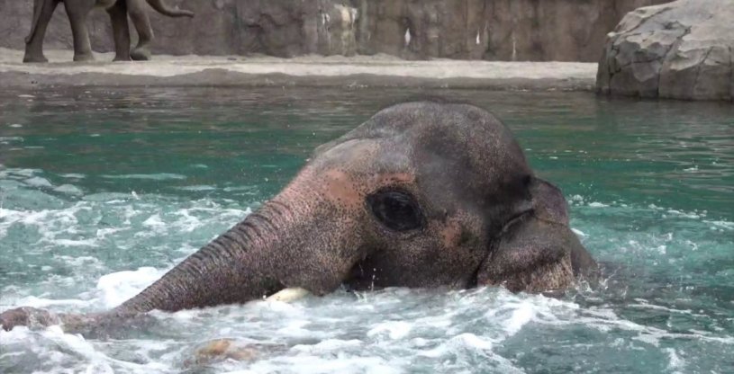 水遊びが大好きなゾウ。逆立ちを披露