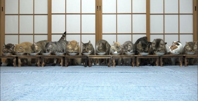 食事中にびっくりして逃げる猫たちが可愛すぎるｗｗｗｗ