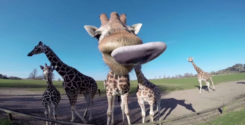キリンがカメラを舐める映像がめっちゃ笑えるｗｗｗｗ