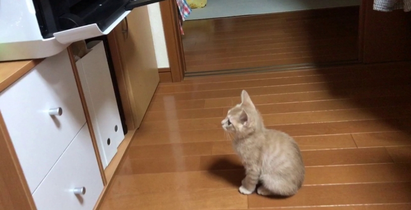 プリンターが大好き過ぎる猫ｗｗｗｗｗｗ