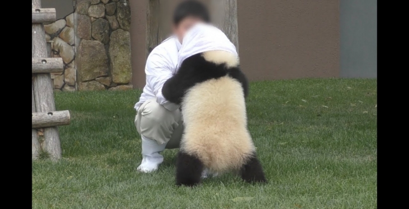 赤ちゃんパンダが遊んでほしくてたまらないｗｗｗｗ