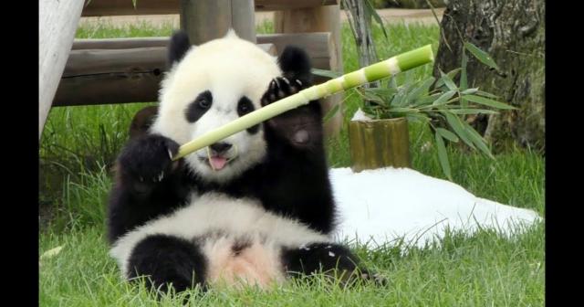 七夕イベント七夕飾りであそぶ可愛い赤ちゃんパンダ