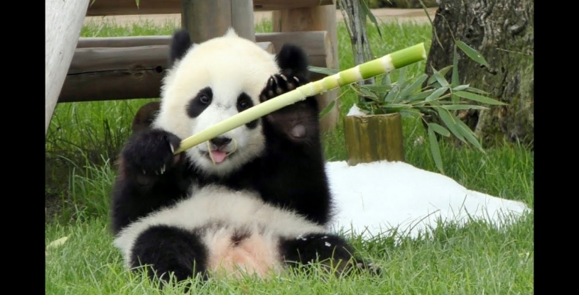 七夕イベント七夕飾りであそぶ可愛い赤ちゃんパンダ