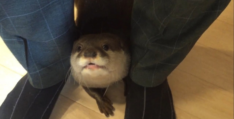 足にくっついて離れないかわいいカワウソ