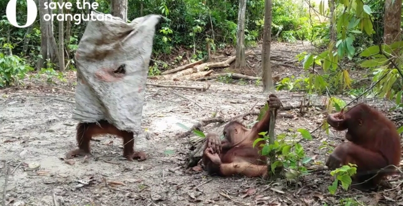 オラウータンの赤ちゃんは、友人の注目を得るためにバックを着用ｗｗｗ