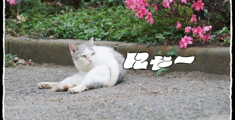 今年の夏は、この曲でまったりサマー「にゃー」U-zhaan×環ROY×鎮座DOPENESS / にゃー feat.矢野顕子