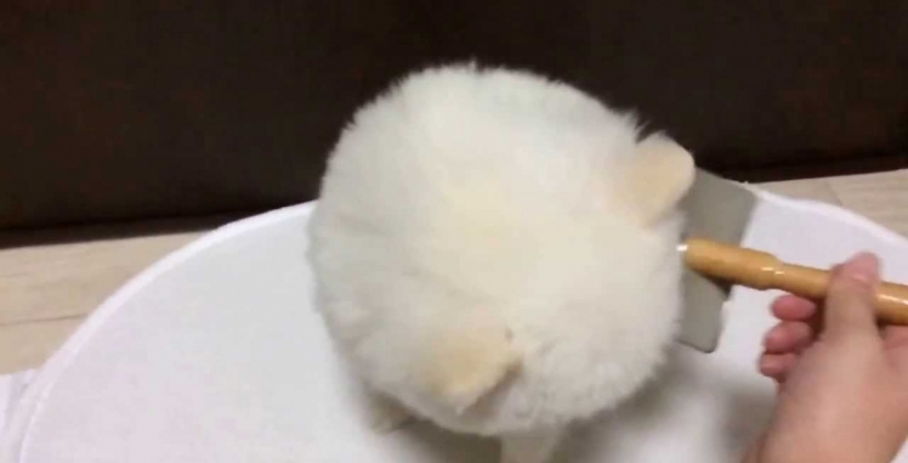 ポメラニアンがお風呂上がりからモフモフになるまで