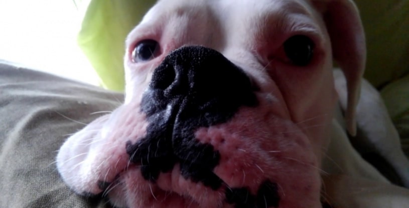 筋肉隆々のホワイトボクサーのわんちゃんがまったりしている様子