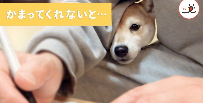 柴犬「飼い主さんがかまってくれない時のおねだりポーズ教えてやるよ！」