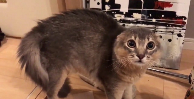 ネコに般若のお面被って近づいたら猫語で怒ったと話題に