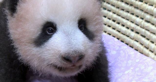 上野動物園　パンダの赤ちゃん90日齢　歯が生えてきました