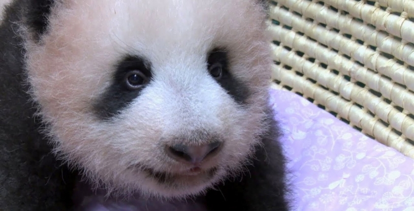 上野動物園　パンダの赤ちゃん90日齢　歯が生えてきました