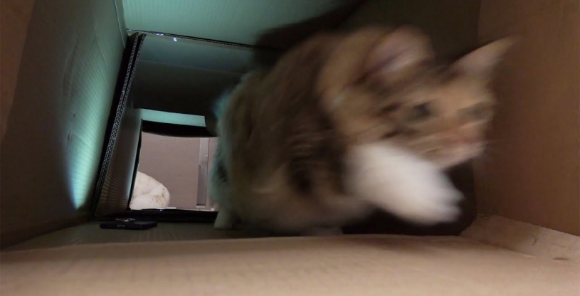 最高に癒される！猫が突っ込んでくる映像が話題に