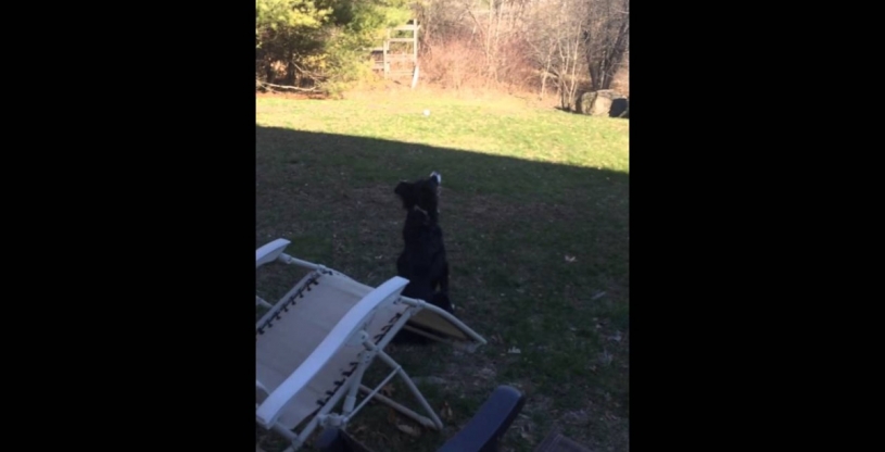 月を白いボールと勘違いしている犬