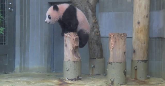 上野動物園パンダのシャンシャンが１６０日経過木を登る！